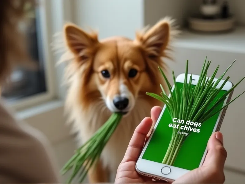 can dogs eat chives